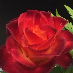 Meet your Posher, Lynn